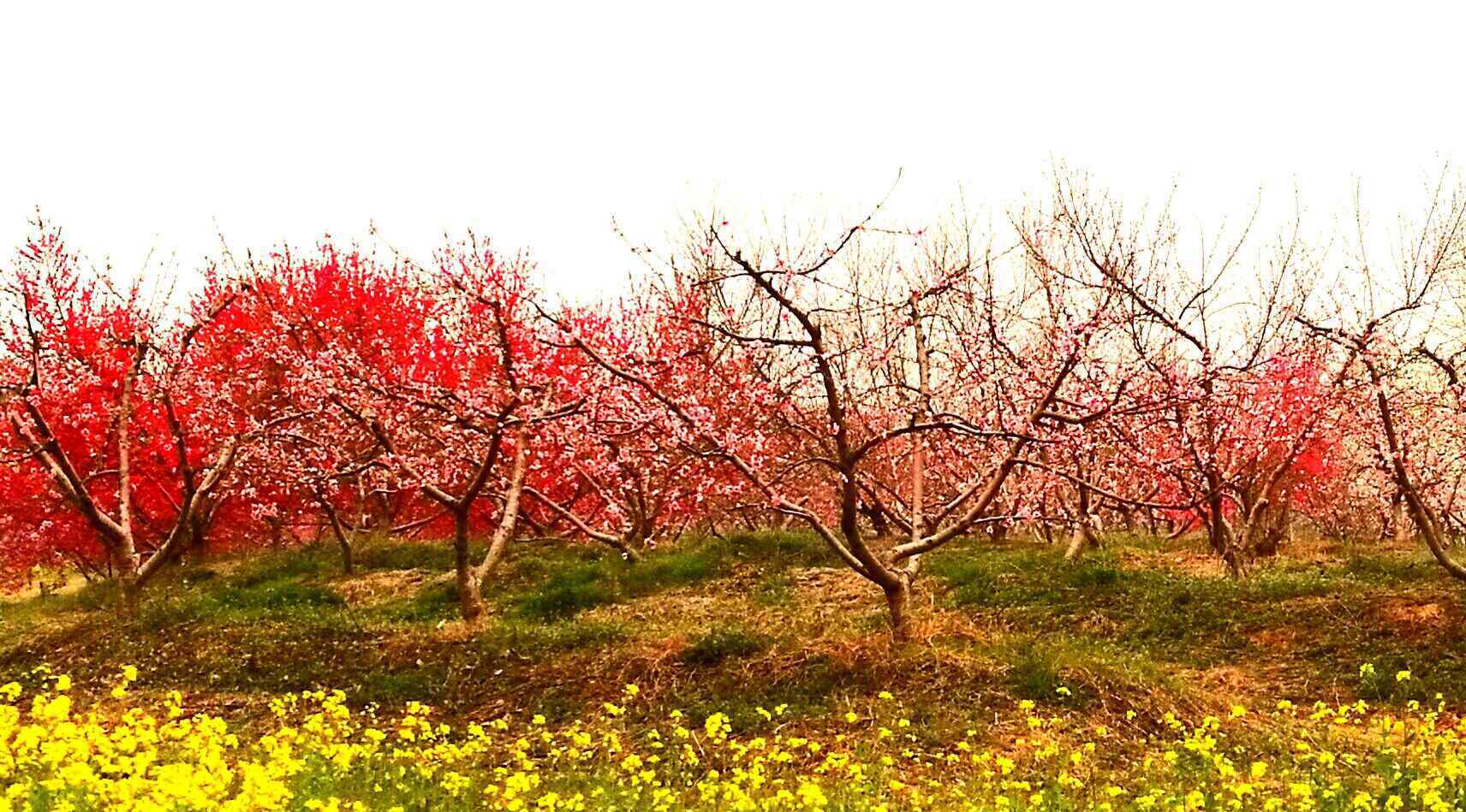 合肥桃花節(jié) 合肥桃花節(jié)