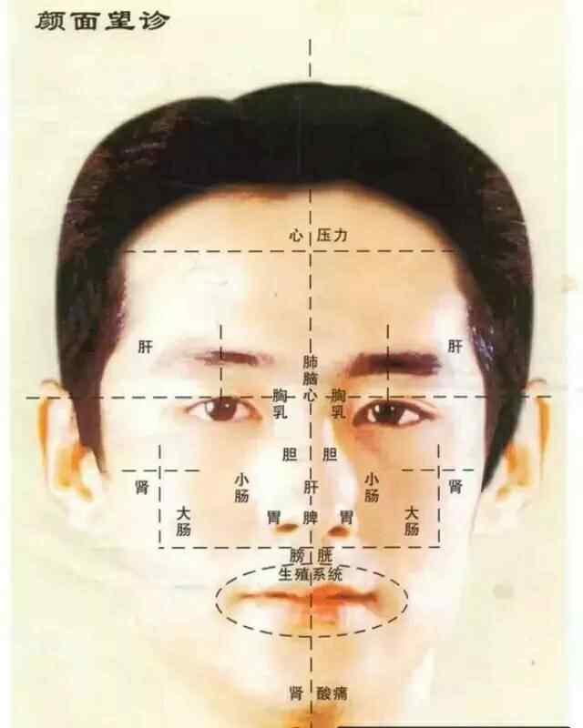 四肢百骸 人體的五臟六腑、四肢百骸、五官九竅、皮肉筋骨等組織器官，之所以能保持相對的協(xié)調(diào)與統(tǒng)一，