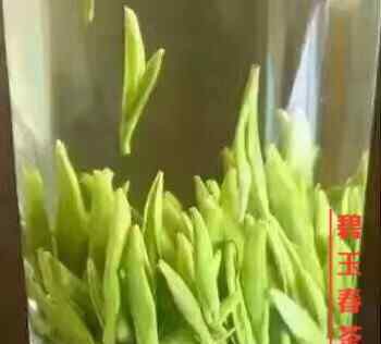 碧玉春 碧玉春茶葉