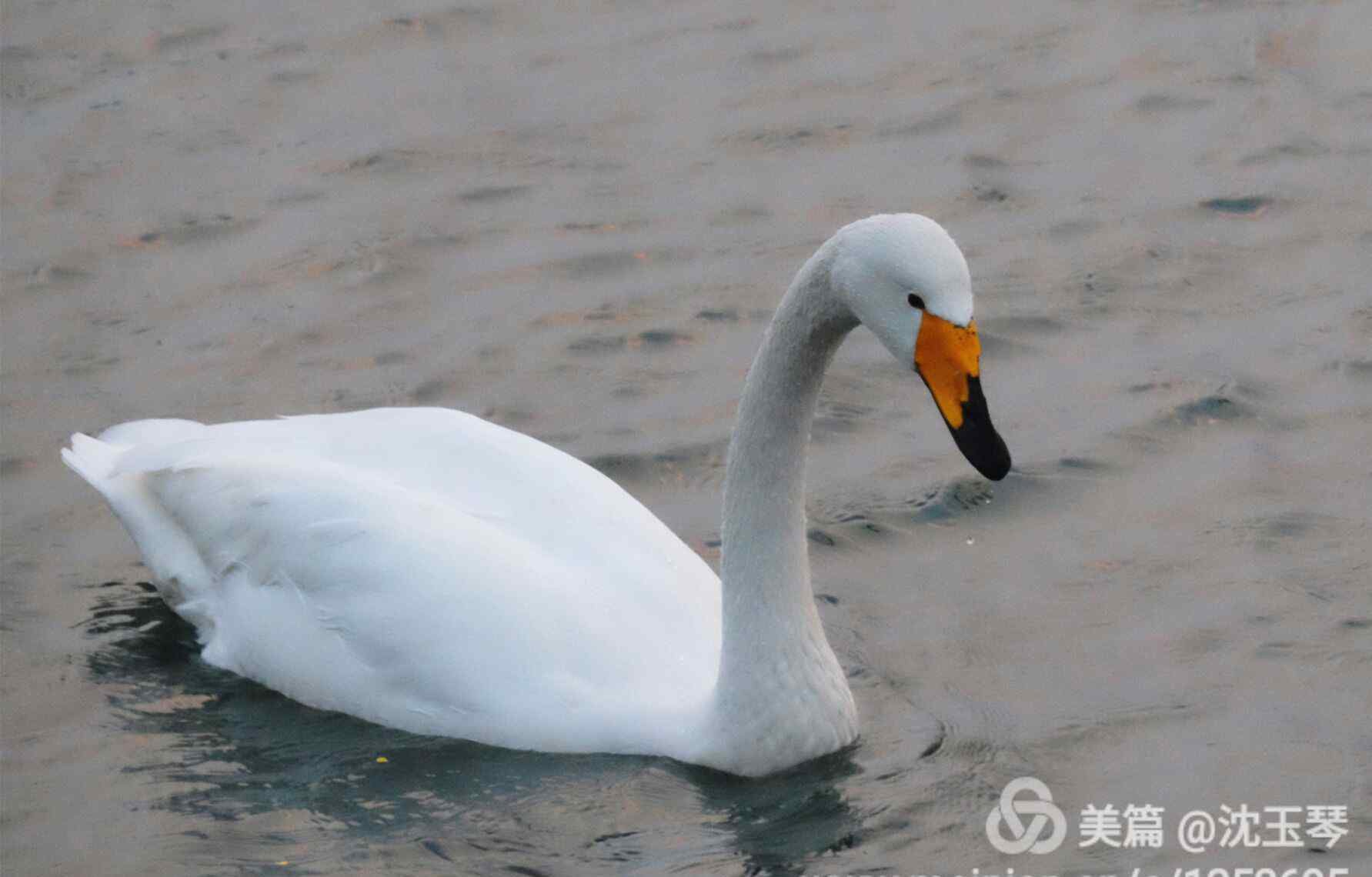 鵝們棲息地 眠沙臥水自成群，曲岸殘陽極浦云。那解將心憐孔翠，羈雌長共故雄分。 ——《題鵝》李商隱