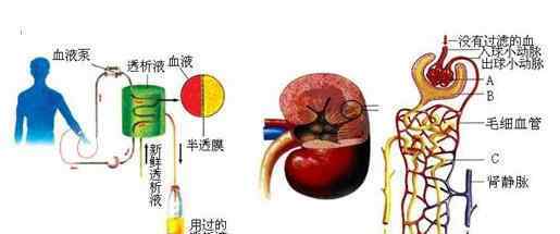 腎透析概念股 腎透析概念股龍頭股有哪些，腎透析概念股股票匯總