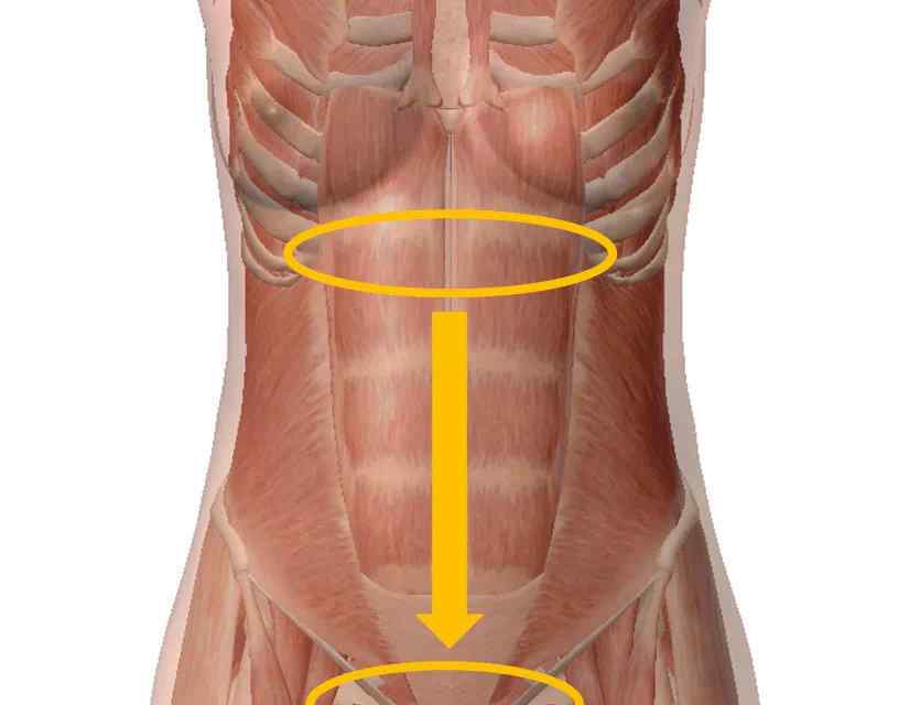 腹部解剖圖 從腹部解剖圖，學(xué)傷寒派腹診 | 一針一藥