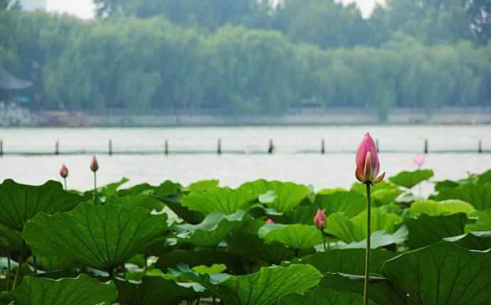 林心如夏雨荷 大明湖畔的夏雨荷，大明湖積滿(mǎn)了她的淚！