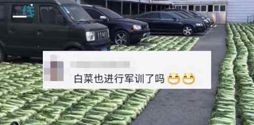 當東北食堂開始腌酸菜 白菜鋪滿停車場十分壯觀真相是什么？