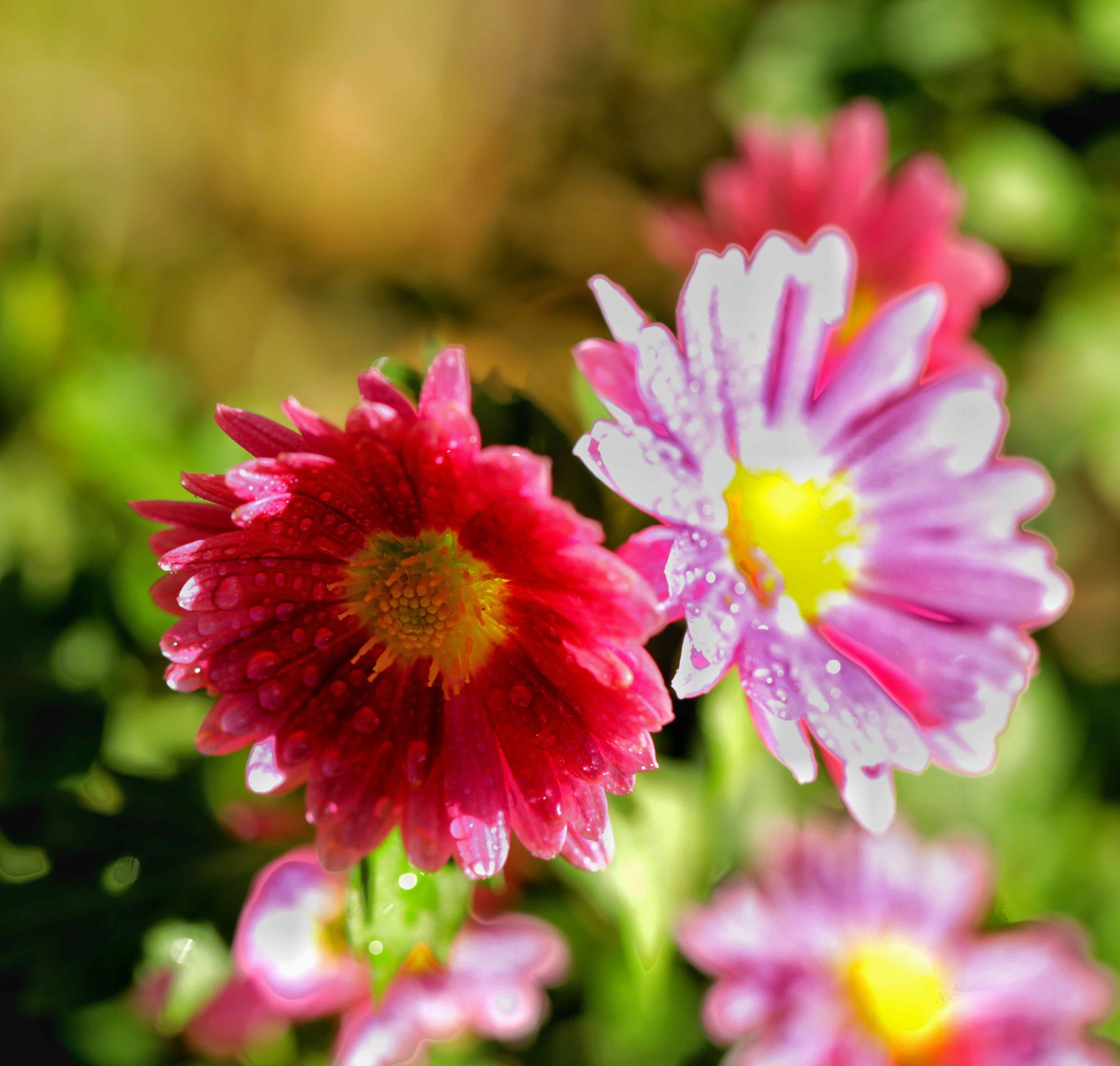 菊花醉 菊花醉