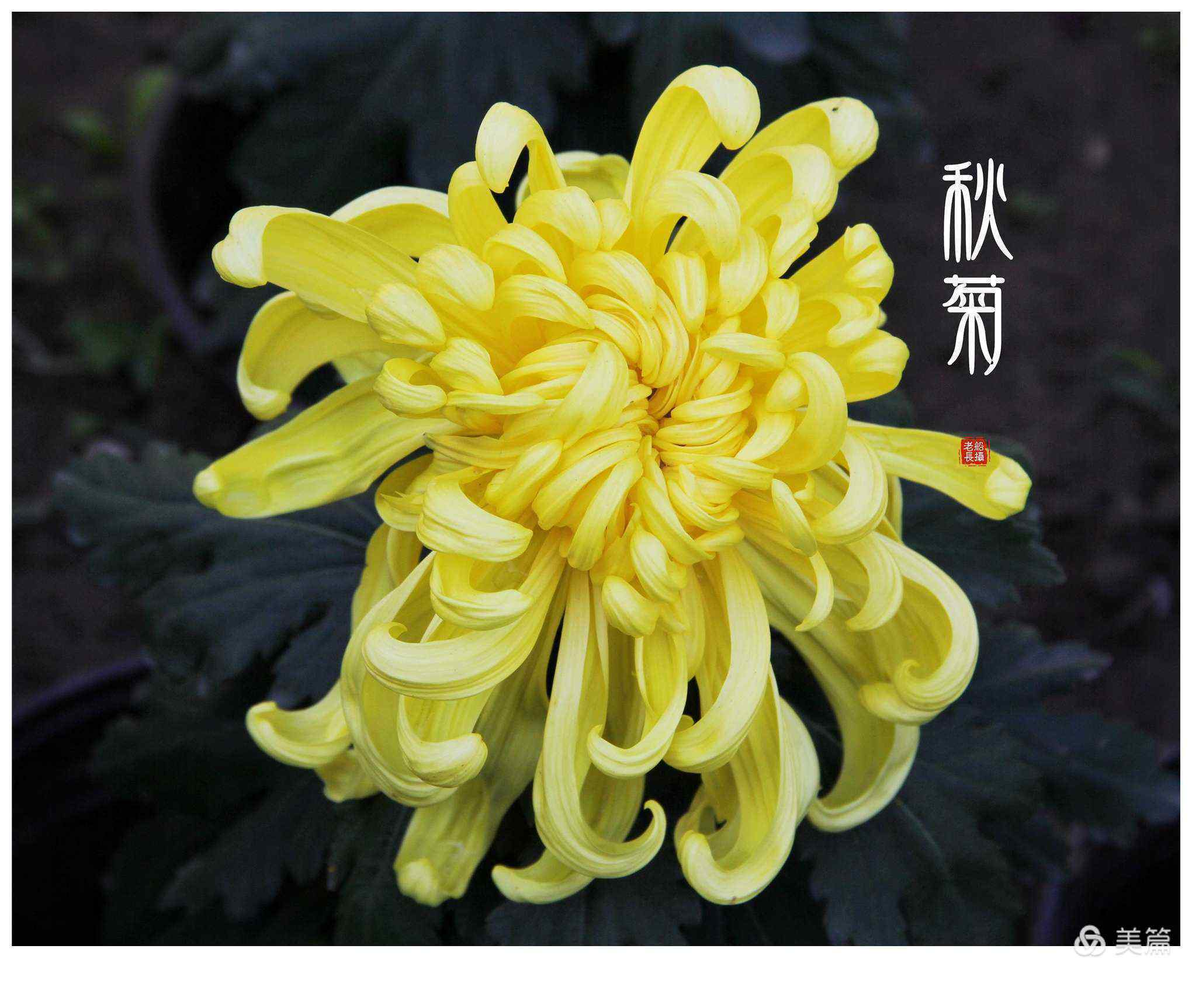 心素如簡(jiǎn) 心素如簡(jiǎn)，人淡如菊