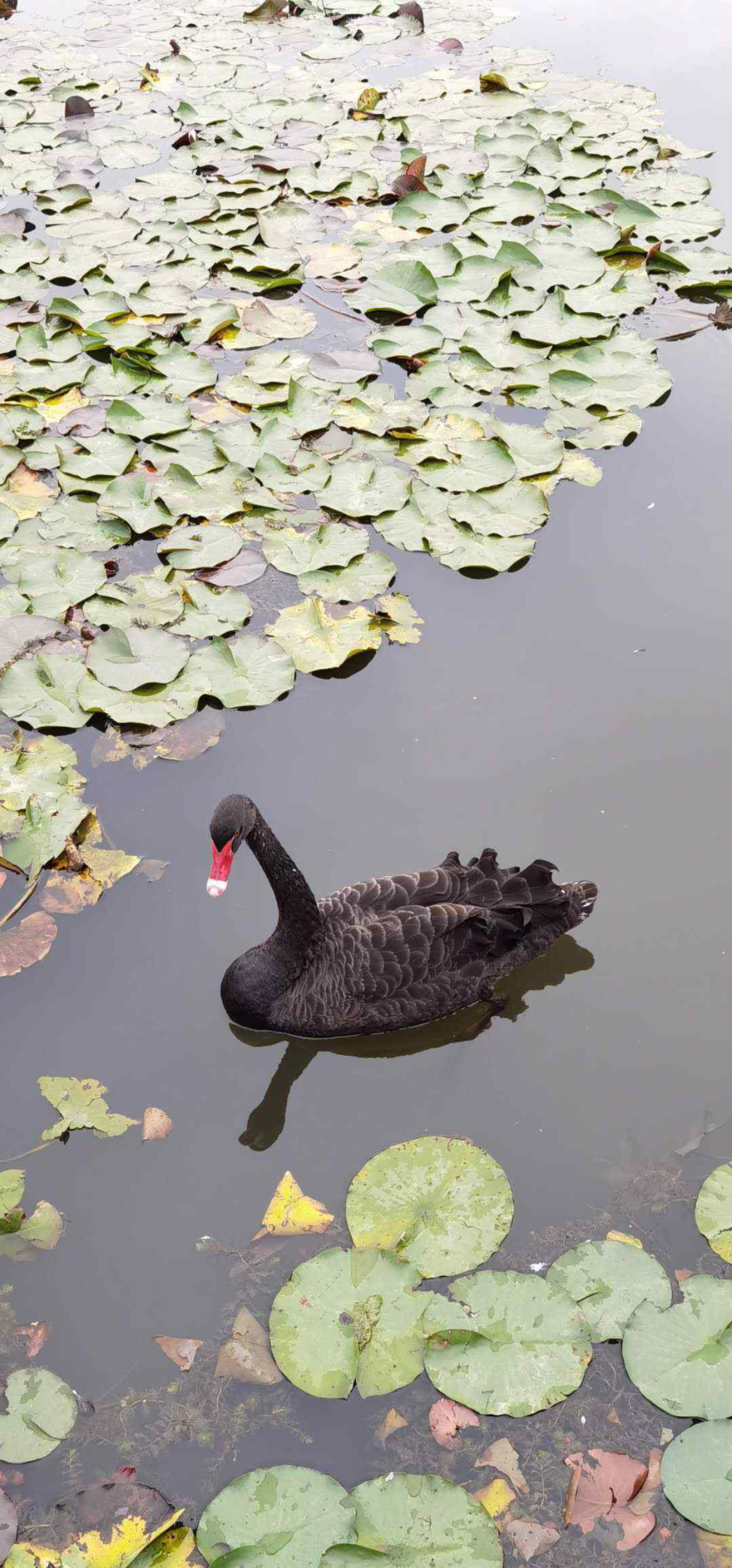 微山湖濕地公園 滕州微山湖紅河濕地公園