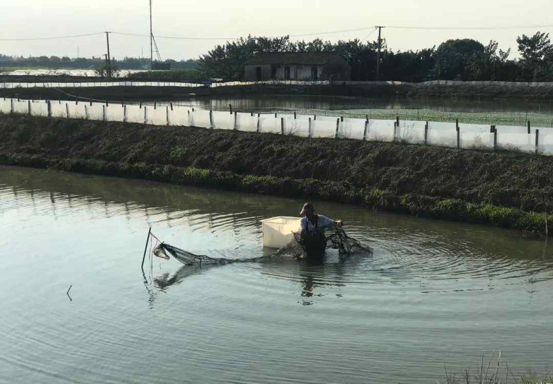 蟹螯即金液 “高端”飲食、獨(dú)享1平米專(zhuān)屬生活空間的太浦河大閘蟹，搶鮮上市啦～