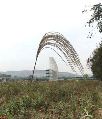 微山湖濕地公園 滕州微山湖紅河濕地公園