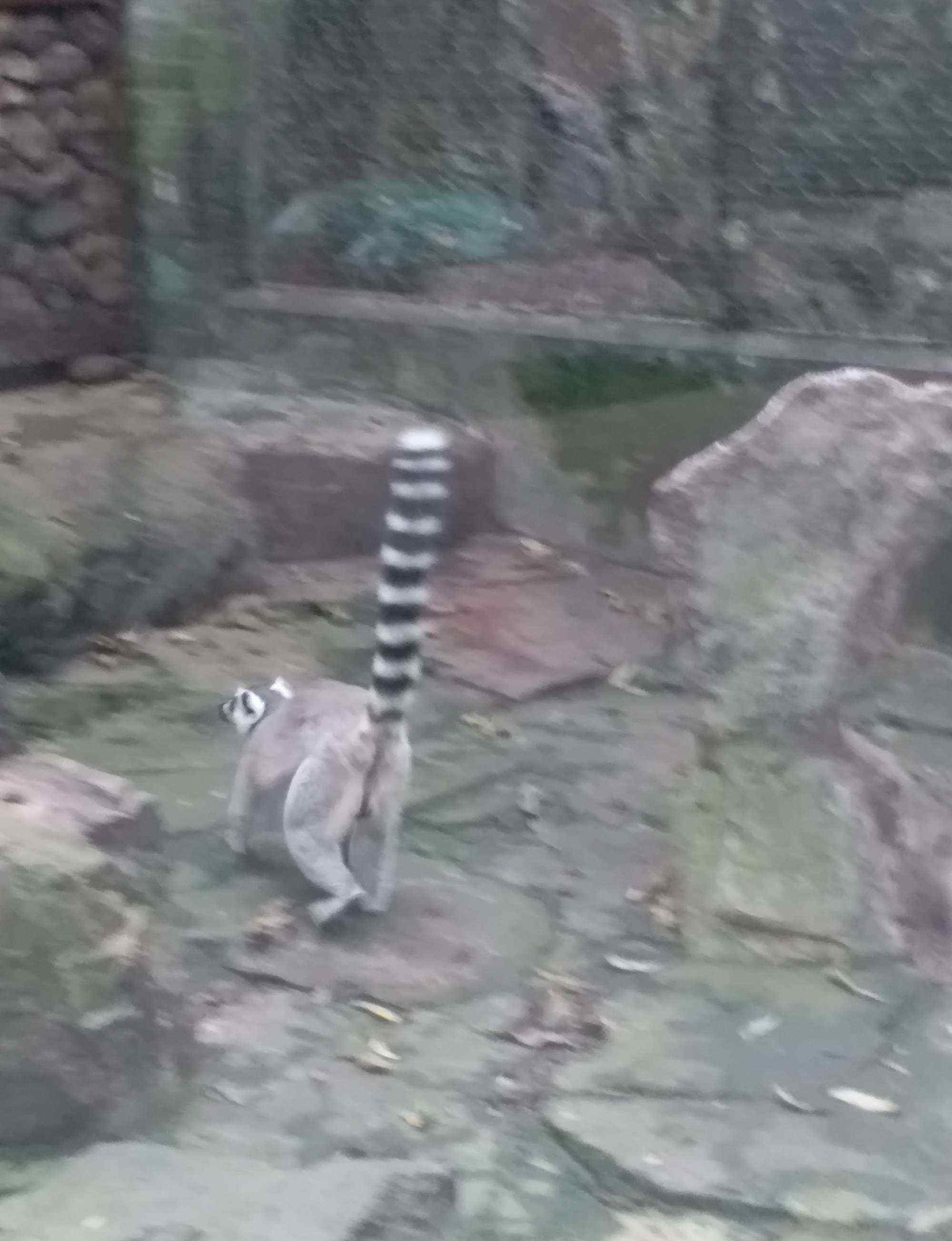 彤寶 帶彤寶去杭州動(dòng)物園玩