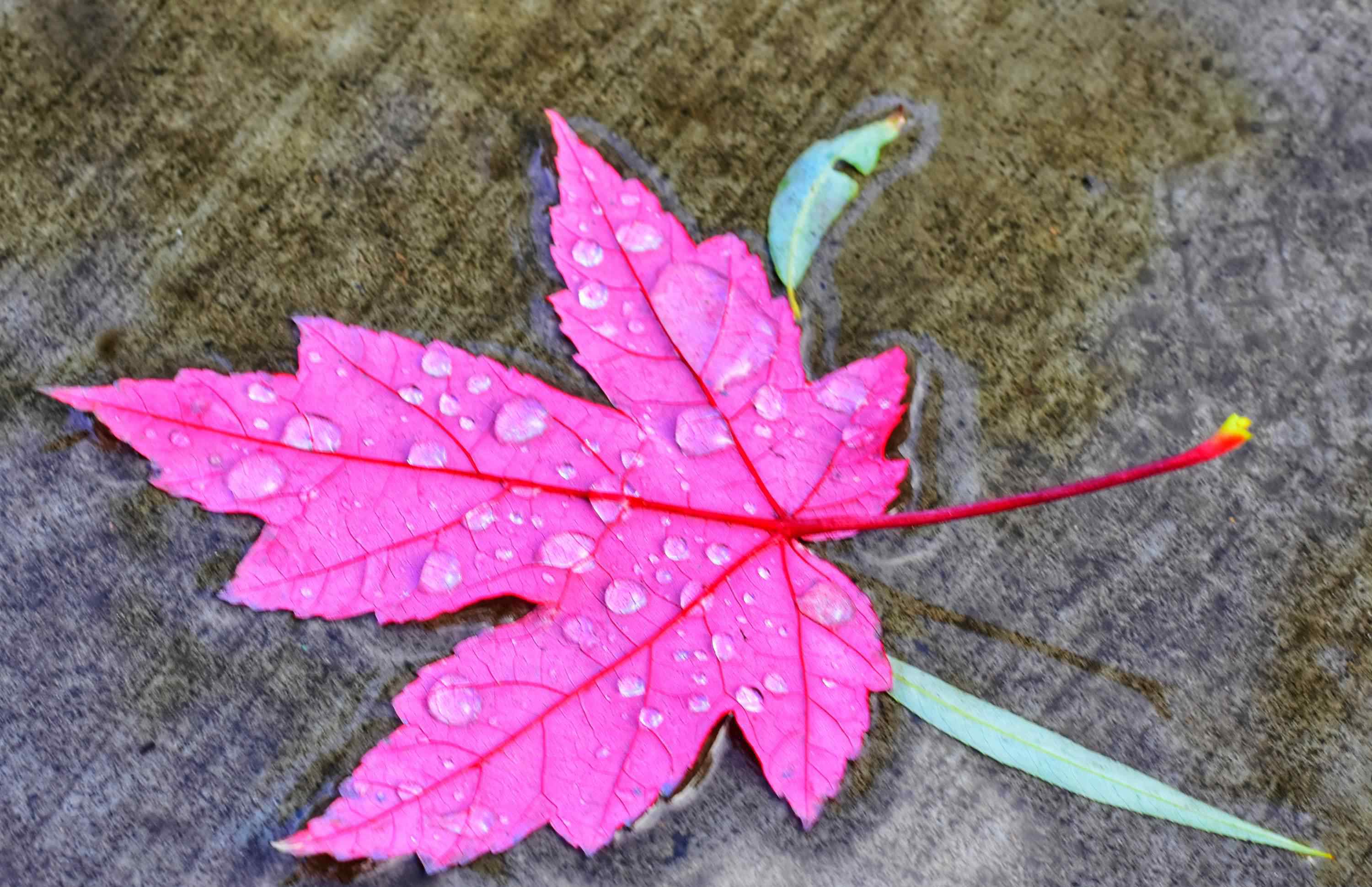 瑟雨 多少離人淚，纏綿澀雨中。