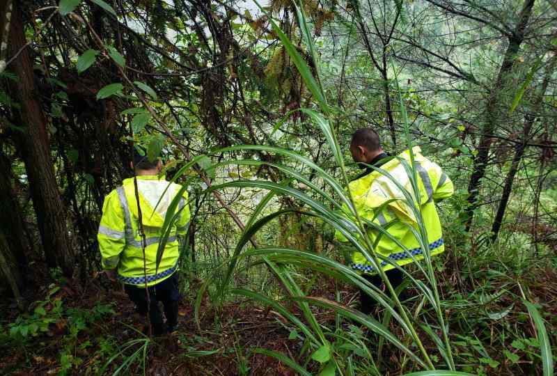 樅樹菌 樅樹菌好吃路難辨，三人因此迷路深山……