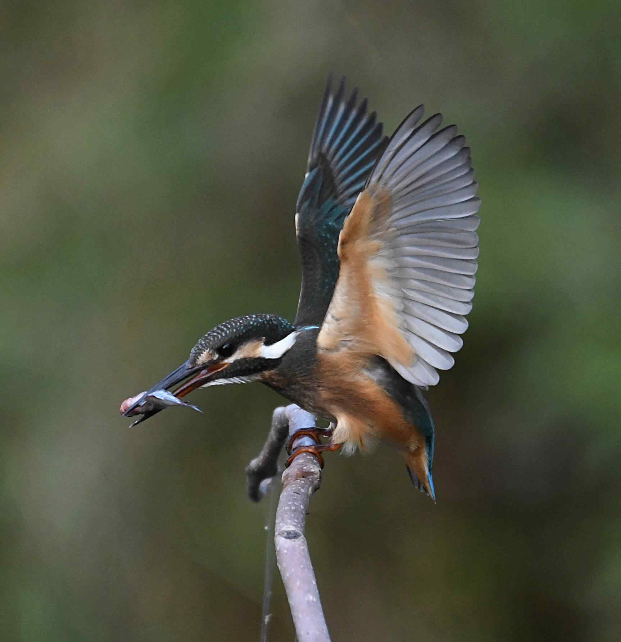 翠鳥科 翠鳥——華麗典雅