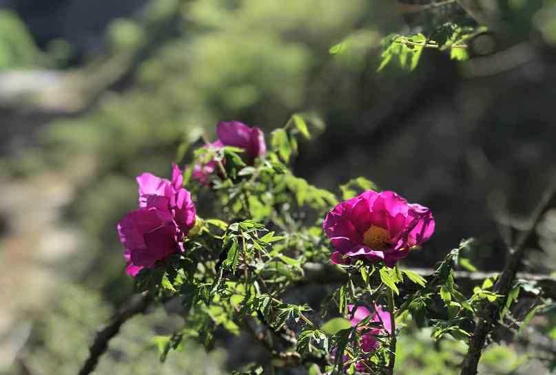 四川牡丹 菏澤牡丹專家：在四川發(fā)現(xiàn)野生牡丹新品種