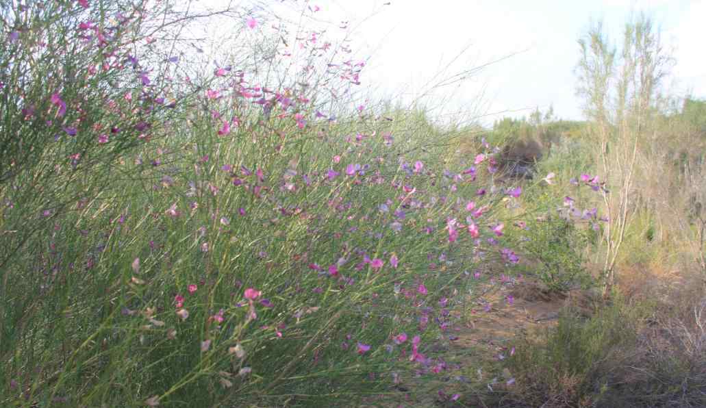 源輝 深耕治沙近十載   造林植綠十萬(wàn)畝——阿拉善盟源輝林牧有限公司堅(jiān)持以技術(shù)創(chuàng)新助力生態(tài)建設(shè)紀(jì)實(shí)