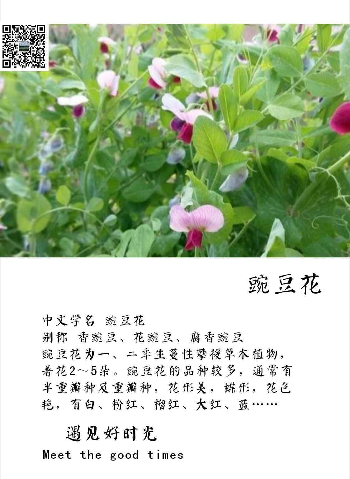 豌豆花 豌豆花