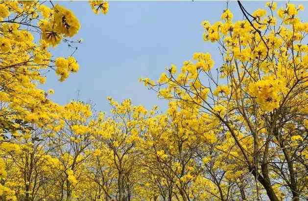 廈門(mén)妙高山 廈門(mén)翔安妙高山賞黃花風(fēng)鈴