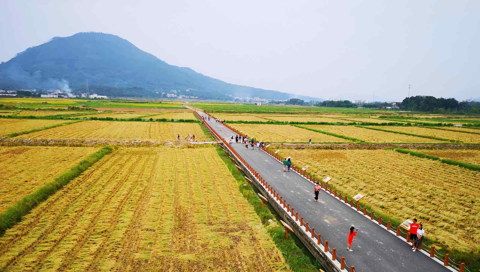 漳州水仙花 漳州水仙花海：金燦燦千畝稻田豐收了