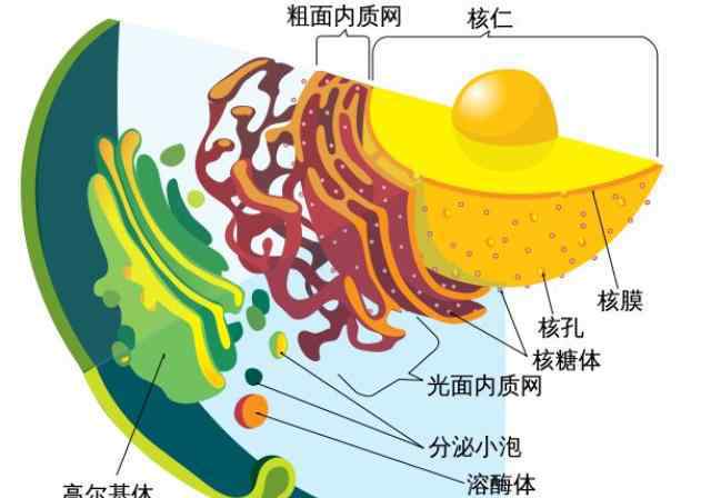 基因編輯嬰兒 從救命神藥到“基因編輯嬰兒”，CRISPR為何成為爭議的漩渦丨直擊諾獎(jiǎng)