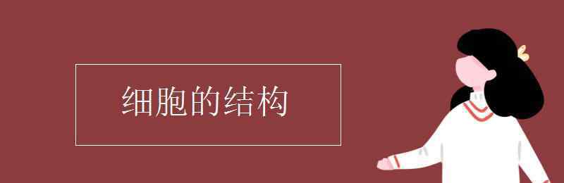 細(xì)胞結(jié)構(gòu) 細(xì)胞的結(jié)構(gòu)