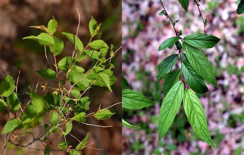 薔薇科 分辨薔薇科：從入門到放棄