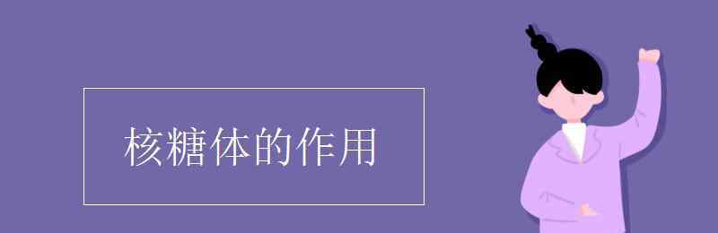 核糖體的作用 核糖體的作用