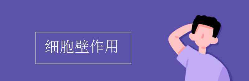 細胞壁的作用 細胞壁作用