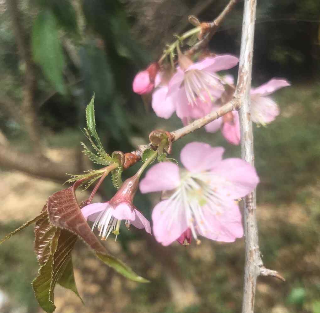 tp櫻 櫻花美櫻果呢