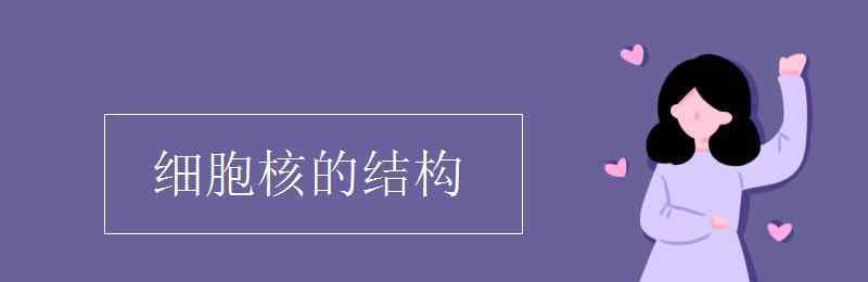 細(xì)胞核的結(jié)構(gòu) 細(xì)胞核的結(jié)構(gòu)