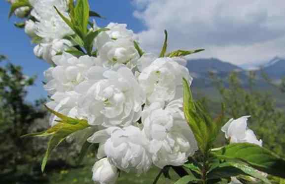 薔薇科 分辨薔薇科：從入門到放棄