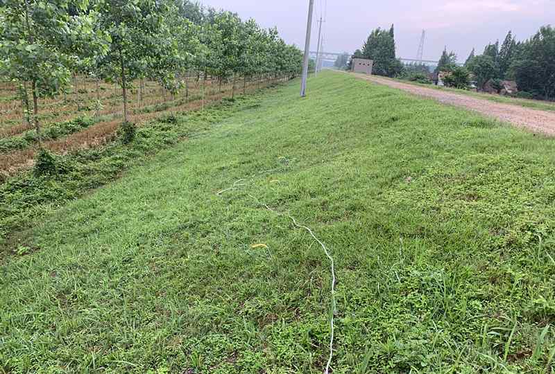 電蚯蚓犯法嗎 電網捕蚯蚓？違法又危險！