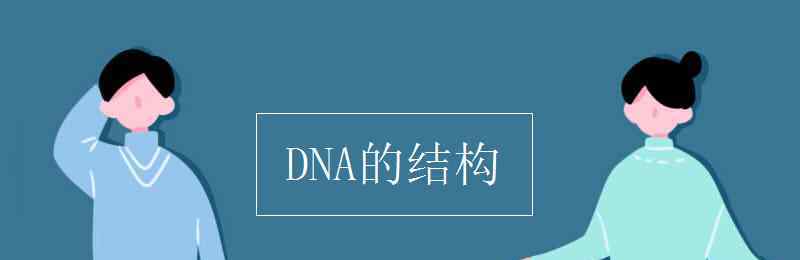 dna分子的結(jié)構(gòu)是什么 DNA的結(jié)構(gòu)