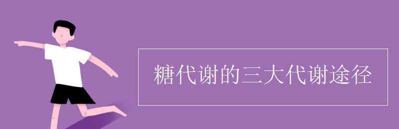 糖代謝 糖代謝的三大代謝途徑