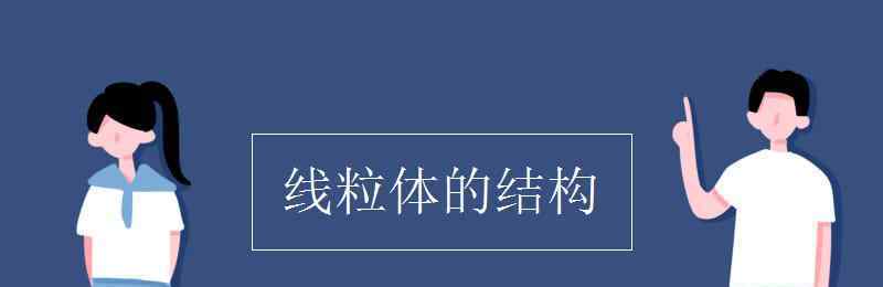 線粒體結(jié)構(gòu) 線粒體的結(jié)構(gòu)