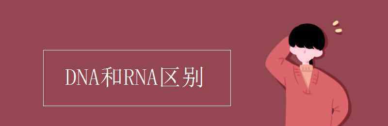 dna和rna DNA和RNA區(qū)別