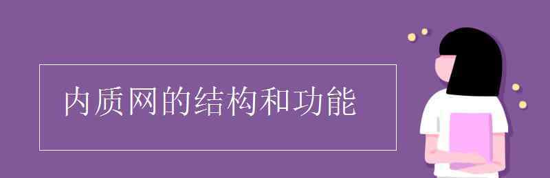 粗面內(nèi)質(zhì)網(wǎng)和滑面內(nèi)質(zhì)網(wǎng)的區(qū)別 內(nèi)質(zhì)網(wǎng)的結(jié)構(gòu)和功能