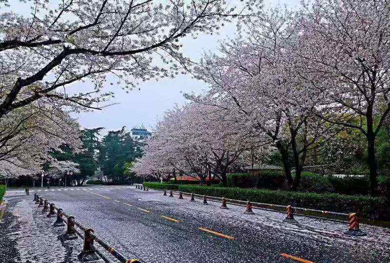 武漢大學櫻花 武漢大學的櫻花怒放