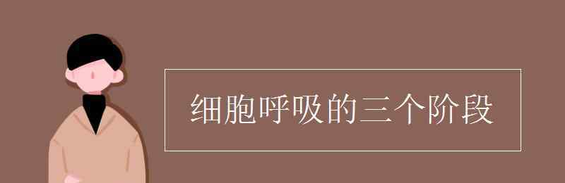 細胞呼吸的三個階段 細胞呼吸的三個階段