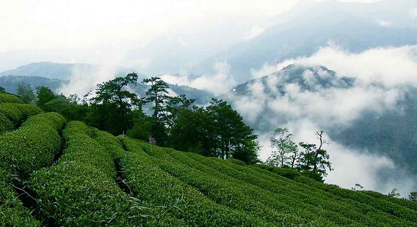 大山出好茶葉,這基本上是全部的茶友都了解的一條真知