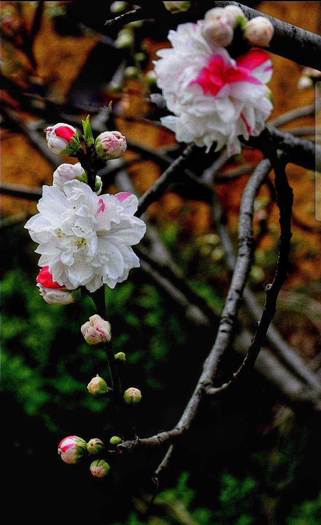 梁新生 春風(fēng)十里杏花村