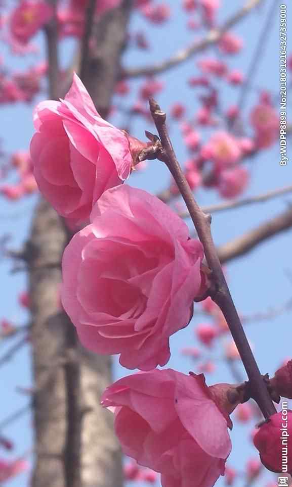 輕叩詩(shī)歌的大門手抄報(bào) 輕叩詩(shī)歌的大門———四一班詩(shī)歌手抄報(bào)集錦