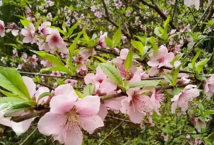 春風(fēng)滿園全章節(jié)免費(fèi)閱讀 春風(fēng)滿園