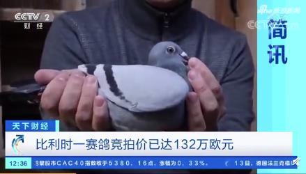 世界最貴賽鴿被拍出1030萬 它長什么樣子