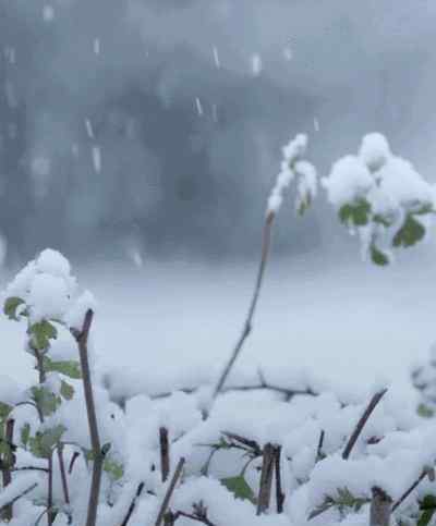 臨沂市下雪了!天降祥瑞雪舞競相為連日來宅家的小伙伴們