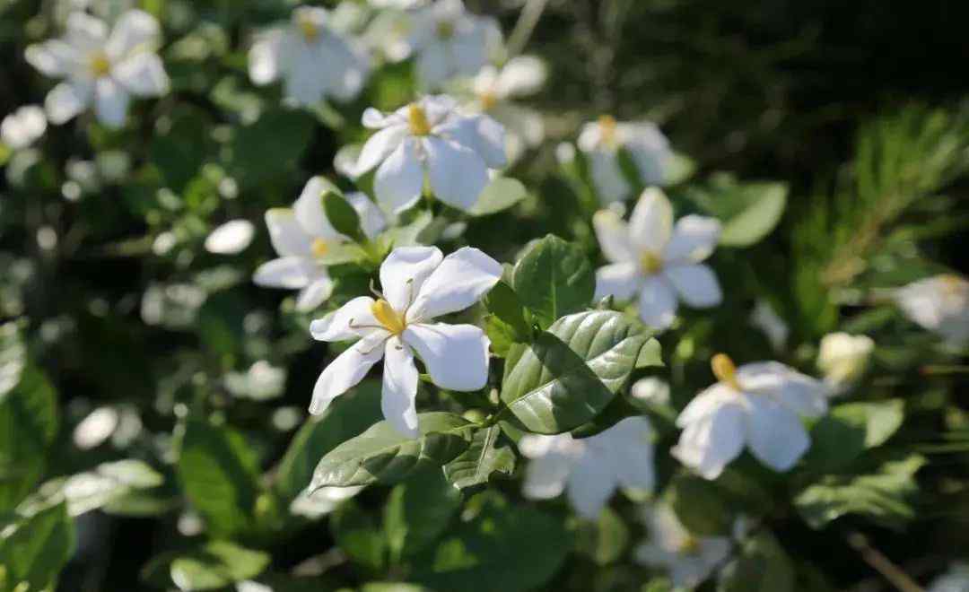 梔子花開的季節(jié) 【詩意文成】等你來 在這梔子花開的季節(jié)