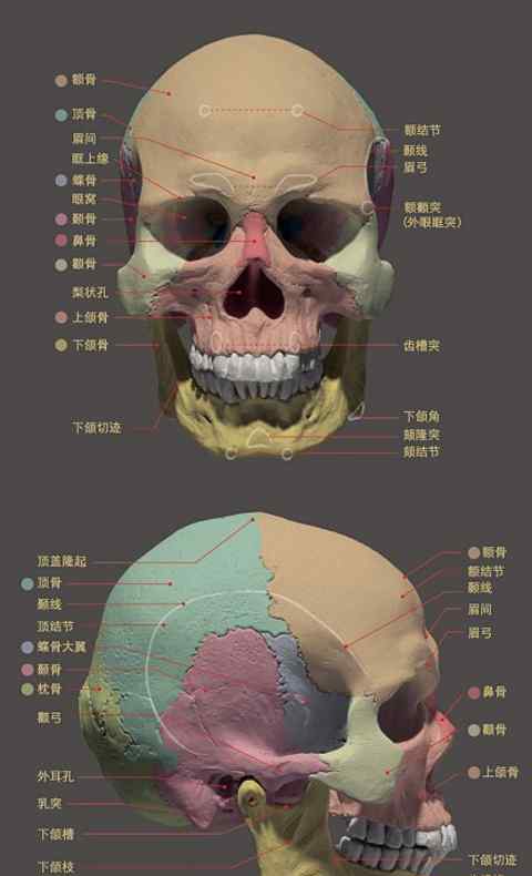 頭骨素描 素描石膏頭像--頭骨練習