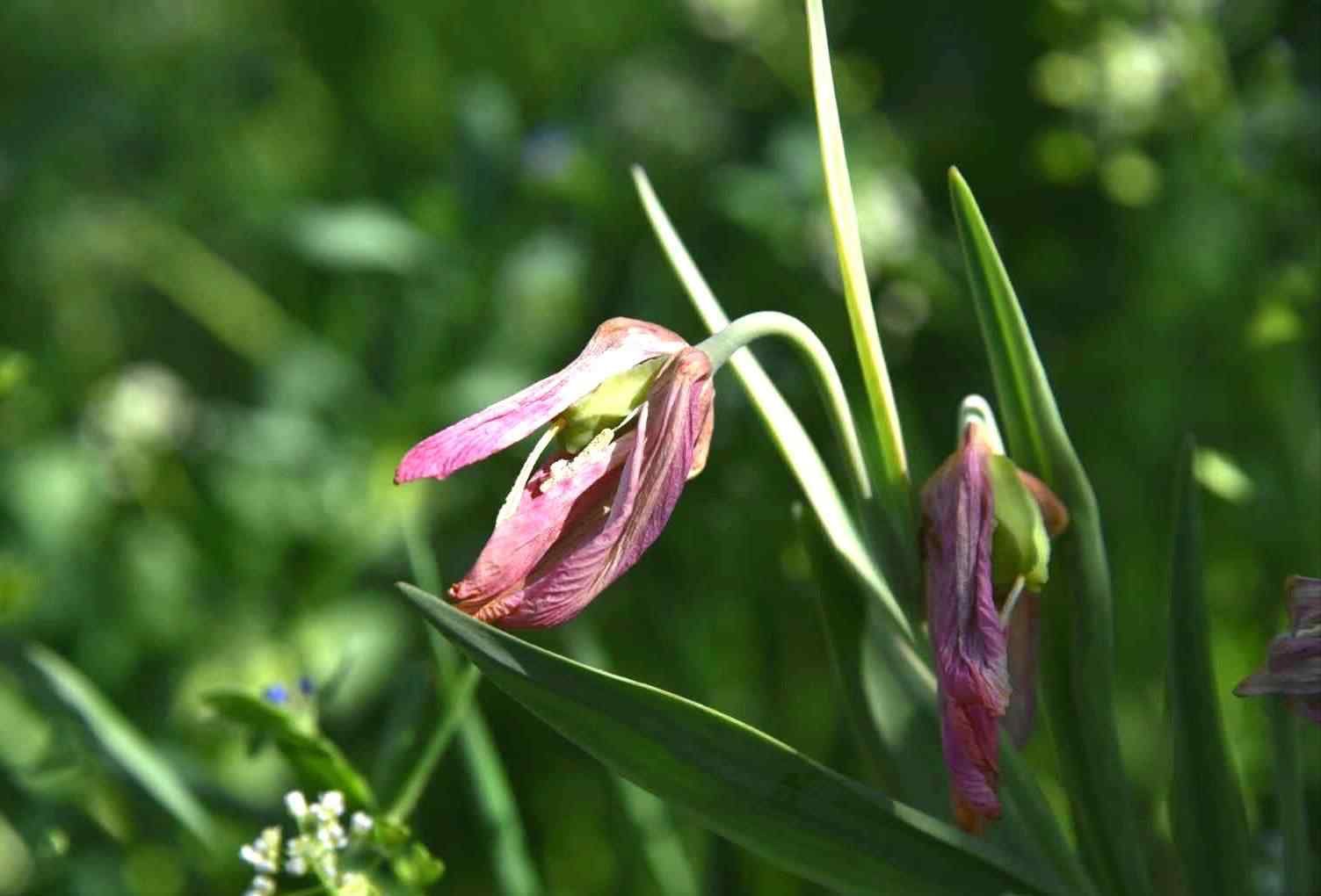 伊貝母 貝母花