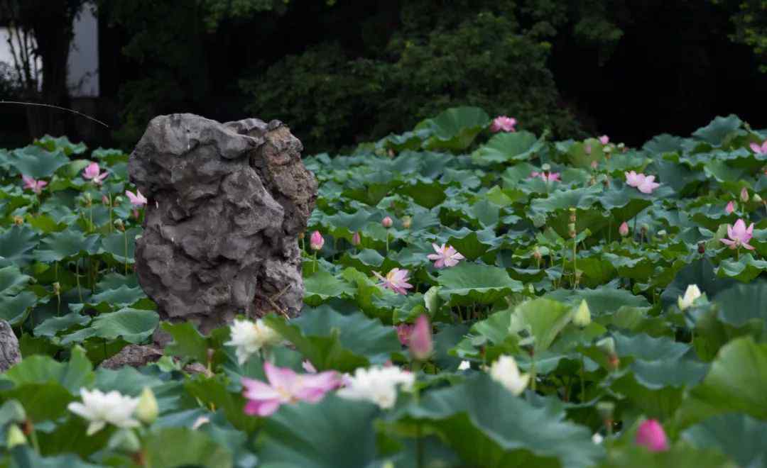 夏日的期待 對(duì)夏日的期待，就交給這一池荷花吧！