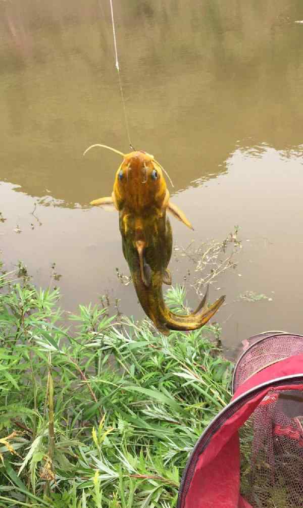 釣大魚三角峰,石斑魚罪惡的十個字,為何總說起這么多,立即圖