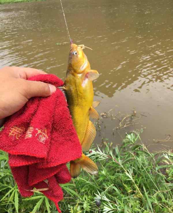 釣大魚三角峰,石斑魚罪惡的十個字,為何總說起這么多,立即圖